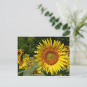 Carte Postale Helianthus annuus (Debout devant)