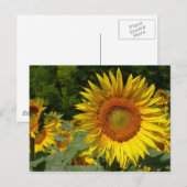 Carte Postale Helianthus annuus (Devant / Derrière)