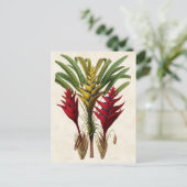 Carte Postale Heliconia Botanique Vintage (Debout devant)