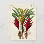 Carte Postale Heliconia Botanique Vintage (Devant / Derrière)