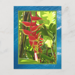 Carte Postale Heliconia rostrata