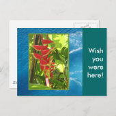 Carte Postale Heliconia rostrata (Devant / Derrière)