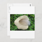 Carte Postale Hellbraune Feder auf hellbeigem Blatt (Devant / Derrière)