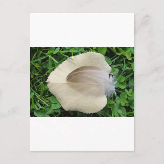 Carte Postale Hellbraune Feder auf hellbeigem Blatt (Devant)