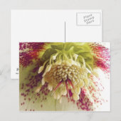 Carte Postale Hellebore Blanc Et Violet (Devant / Derrière)