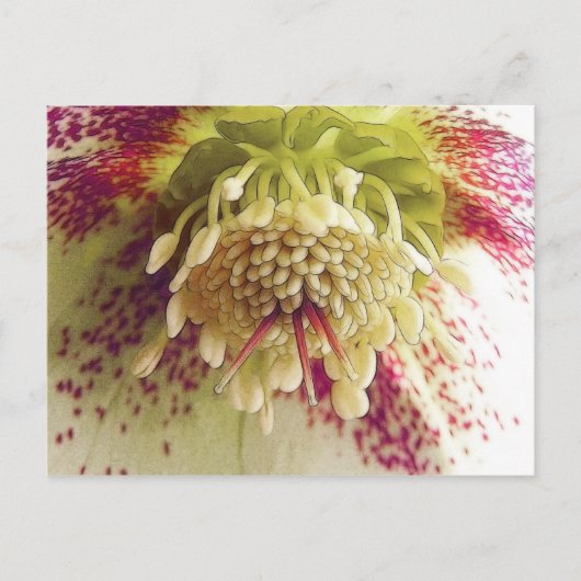 Carte Postale Hellebore Blanc Et Violet (Devant)