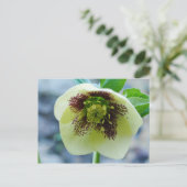 Carte postale Hellebore Flower (Debout devant)