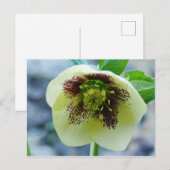 Carte postale Hellebore Flower (Devant / Derrière)