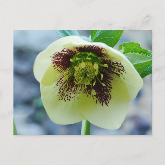 Carte postale Hellebore Flower (Devant)