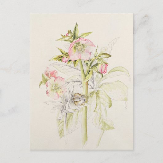 Carte Postale Hellebores (Devant)