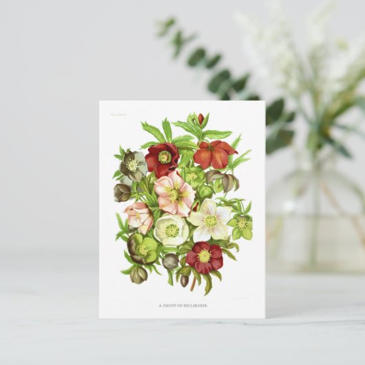 Carte Postale Hellebores (Debout devant)