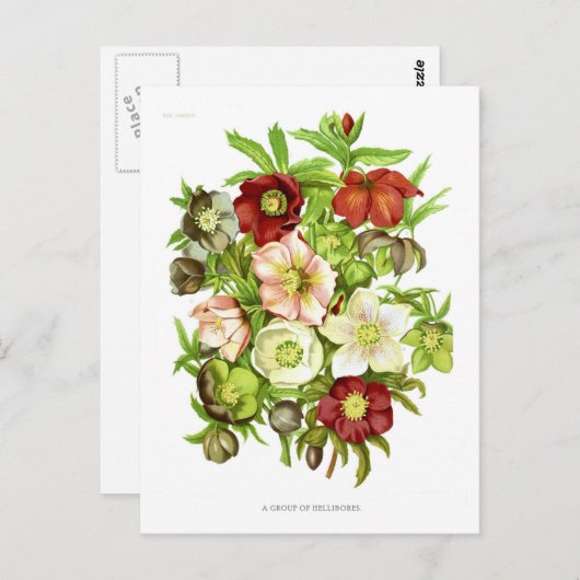 Carte Postale Hellebores (Devant / Derrière)