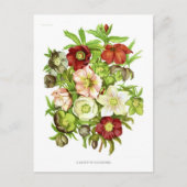 Carte Postale Hellebores (Devant)