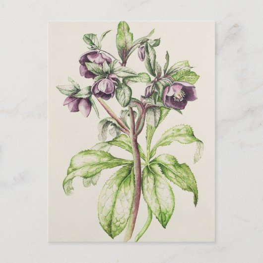 Carte Postale Helleborus Orientalis de Helen Ballard (Devant)