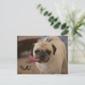 Carte postale Hello Bulldog blanc mignon (Debout devant)