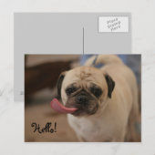 Carte postale Hello Bulldog blanc mignon (Devant / Derrière)