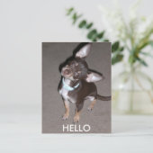 Carte Postale HELLO Chihuahua (Debout devant)