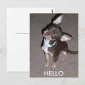 Carte Postale HELLO Chihuahua (Devant / Derrière)