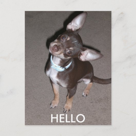 Carte Postale HELLO Chihuahua (Devant)