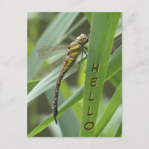 Carte postale HELLO de la libellule Hawker de prin