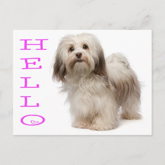 Carte postale Hello Havanese Puppy Dog (Devant)