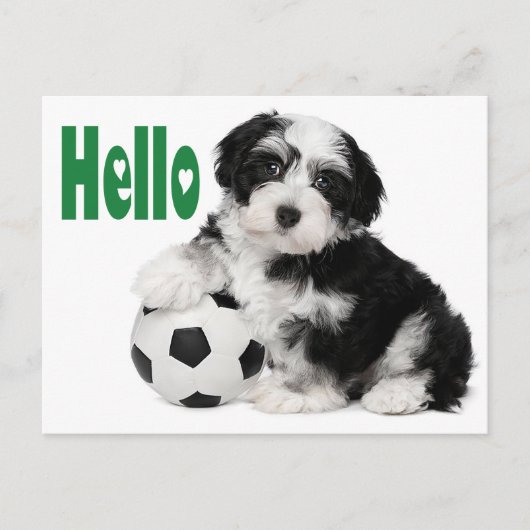Carte postale Hello Havanese Puppy Doing (Devant)