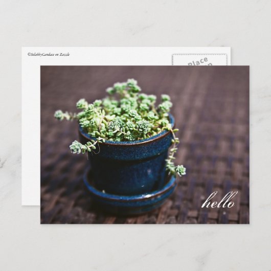 Carte postale Hello Mini Succulents (Devant / Derrière)