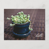 Carte postale Hello Mini Succulents (Devant)