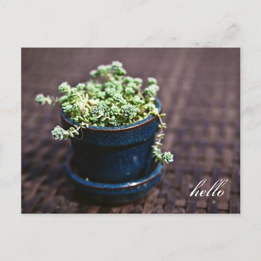 Carte postale Hello Mini Succulents (Devant)
