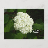 Carte Postale Hello One Big Snowball Hydrangeas Fleur (Devant)