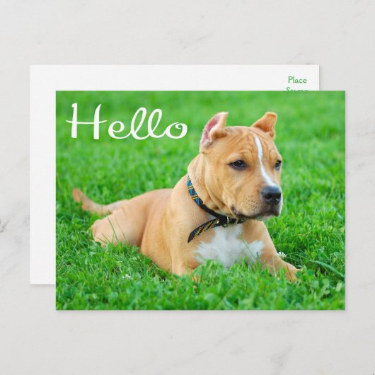 Carte Postale Hello Pit Bull Puppy Dog Blank Postcard (Devant / Derrière)