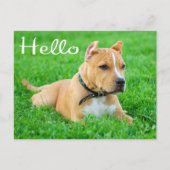 Carte Postale Hello Pit Bull Puppy Dog Blank Postcard (Devant)