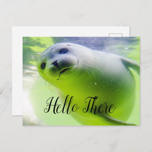Carte Postale Hello There mignon Seal (Devant / Derrière)
