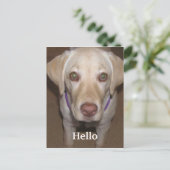 Carte postale Hello Yellow Labrador (Debout devant)
