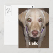 Carte postale Hello Yellow Labrador (Devant / Derrière)