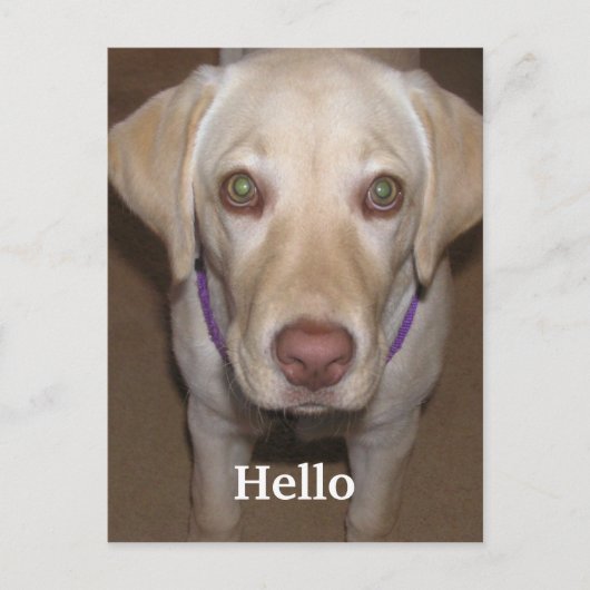 Carte postale Hello Yellow Labrador (Devant)