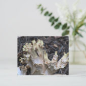 Carte Postale Hells Canyon Idaho Flora Fungi Lichen Mosses (Debout devant)