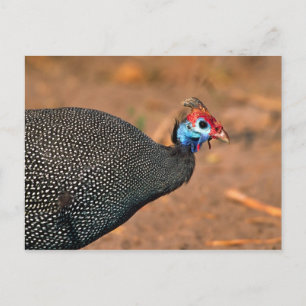 Carte Postale Helmeted Guinea Fowl (Numida meleagris). Afrique,