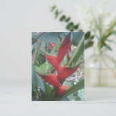 Carte Postale Helocone (Debout devant)