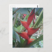 Carte Postale Helocone (Devant / Derrière)