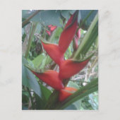 Carte Postale Helocone (Devant)