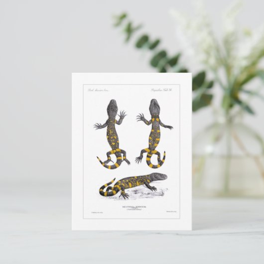 Carte Postale Heloderma Horridum (Lizard perlé) (Debout devant)