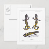 Carte Postale Heloderma Horridum (Lizard perlé) (Devant / Derrière)