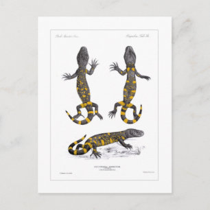 Carte Postale Heloderma Horridum (Lizard perlé)