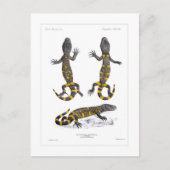 Carte Postale Heloderma Horridum (Lizard perlé) (Devant)