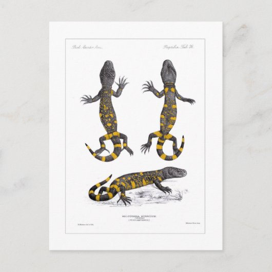 Carte Postale Heloderma Horridum (Lizard perlé) (Devant)