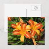 Carte Postale Hemerocallis fulva (Devant / Derrière)
