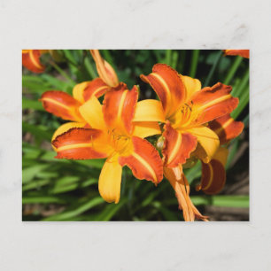 Carte Postale Hemerocallis fulva