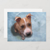 Carte Postale Hemi le chiot à puces (Devant / Derrière)