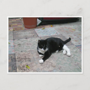 Carte Postale Hemingway House Kitty